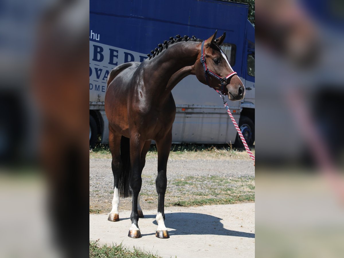 Holstein Stallion 3 years 16,1 hh Bay-Dark in Hódmezővásárhely Holstein Stallion 3 years 16,1 hh Bay-Dark in Hódmezővásárhely