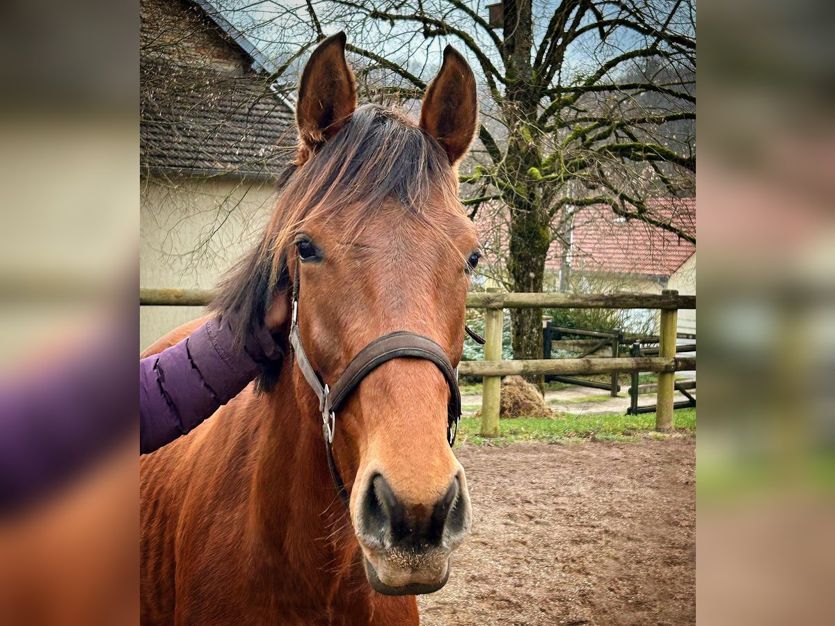 Holstein Stallion 3 years 16,1 hh Brown in L&#x27;H&#xF4;pital-Saint-Lieffroy
