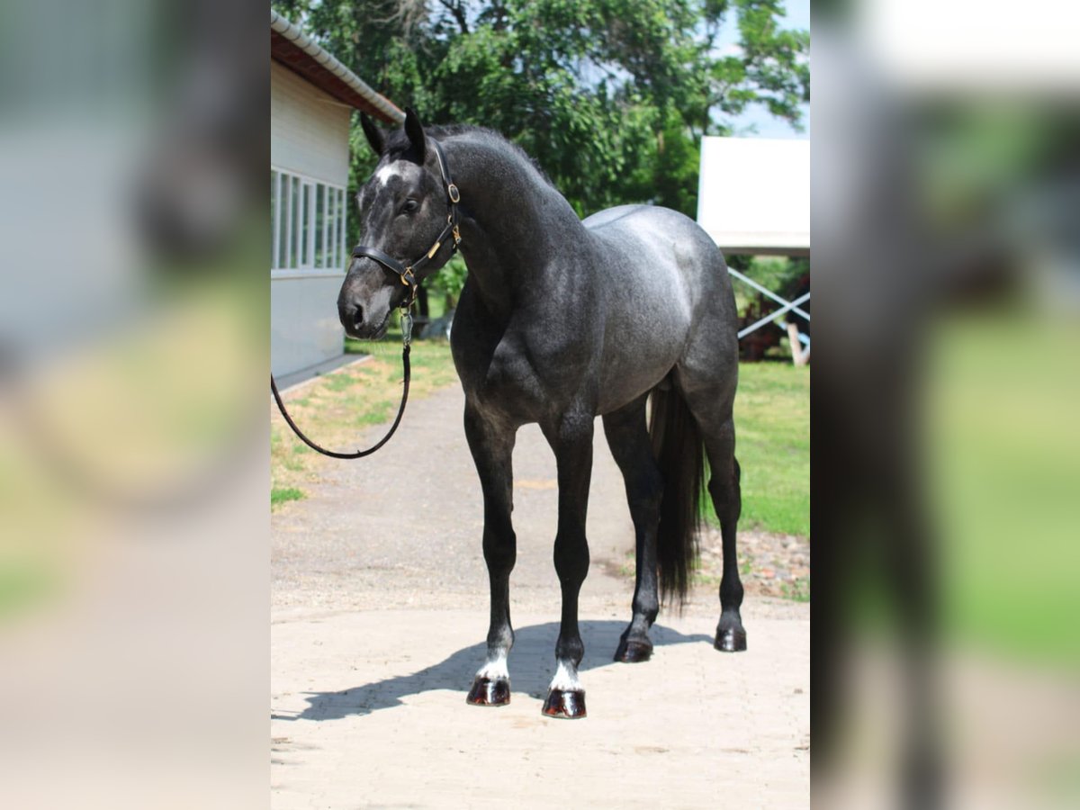 Holstein Stallion 3 years 16,2 hh Grey-Dapple in Gyula