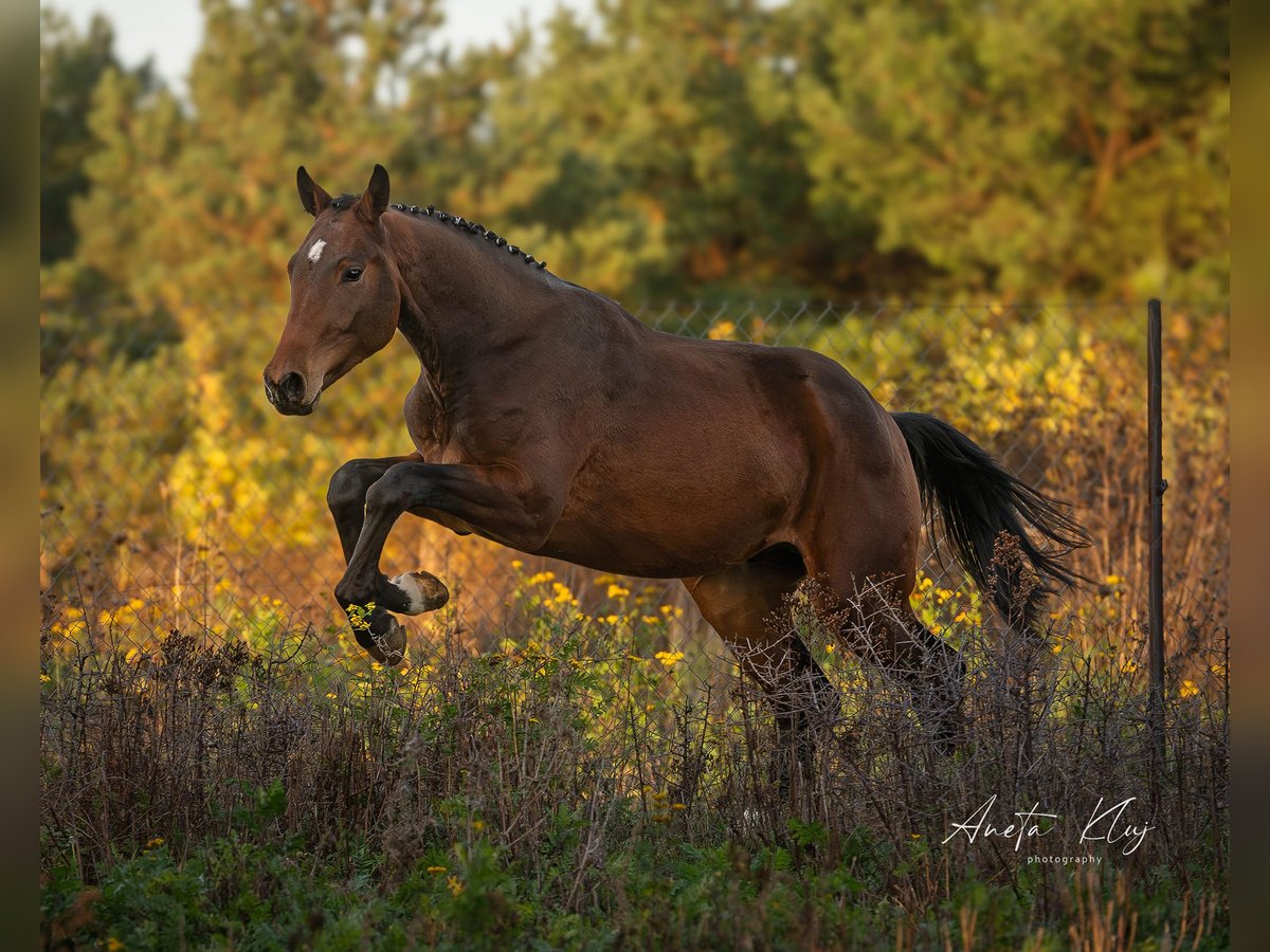 Holstein Stallion 3 years 17 hh Brown in Widuchowa