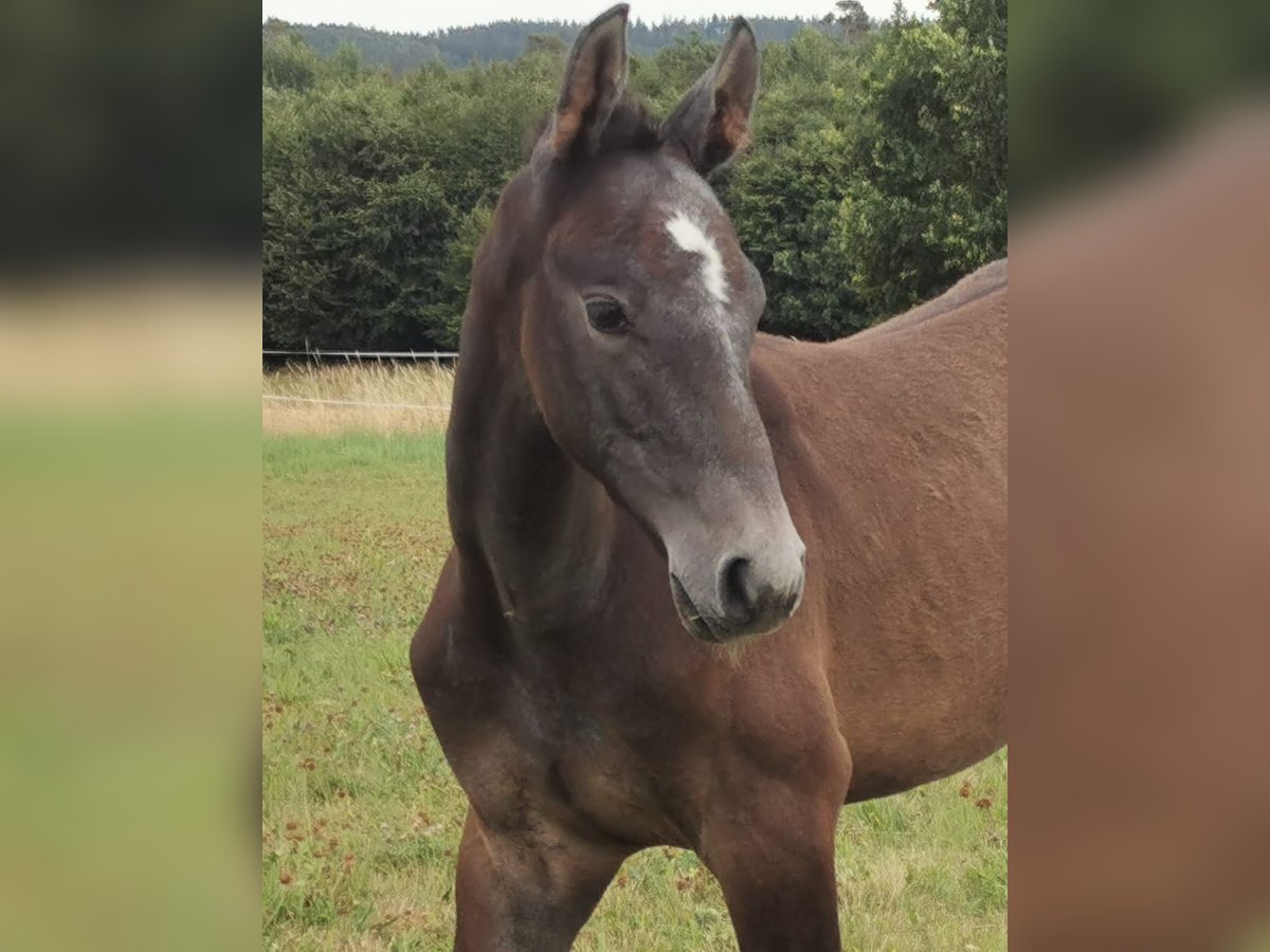 Holstein Stallion 3 years Grey in Nienhagen
