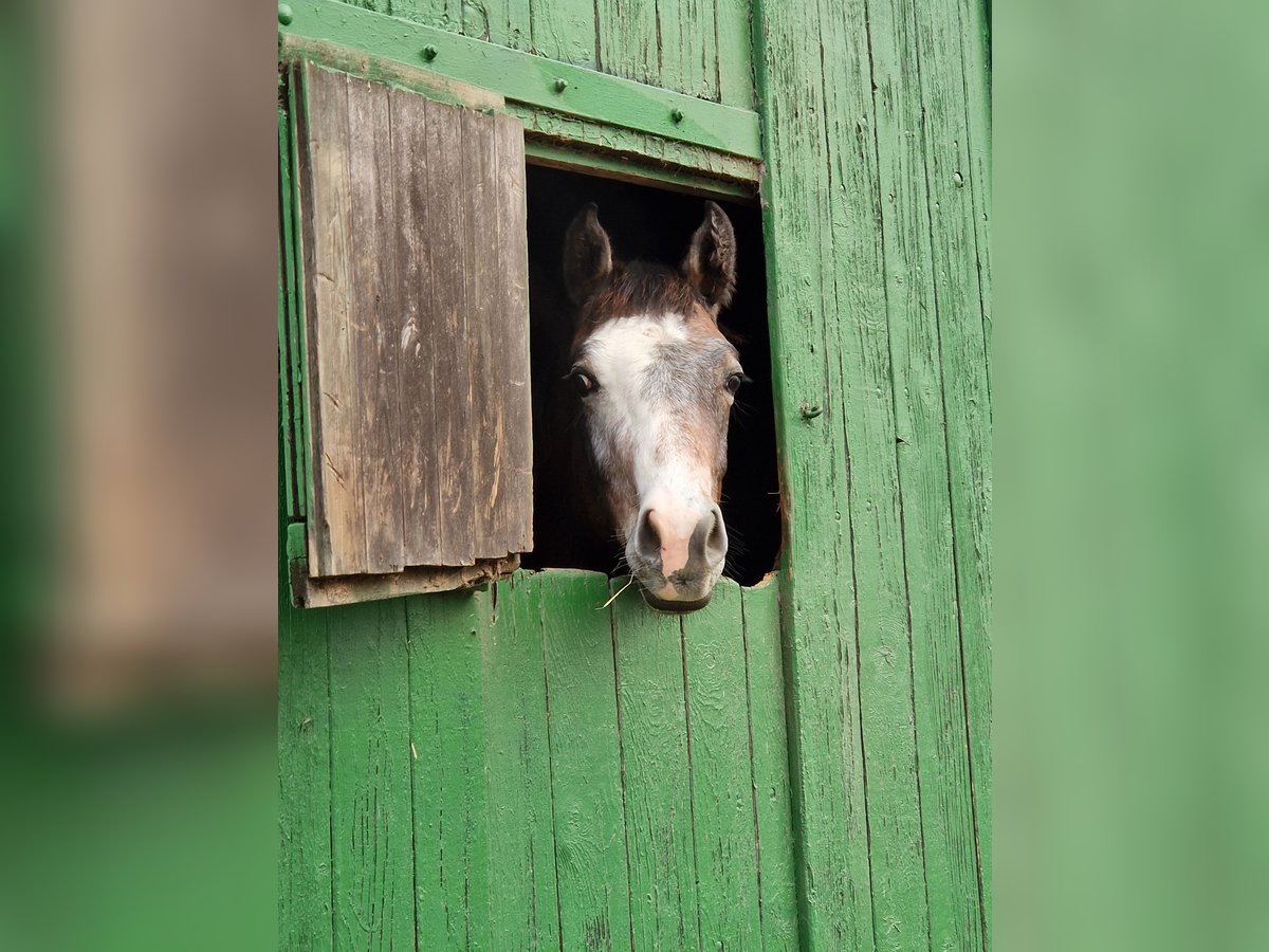 Holstein Stallion 3 years in Büsum