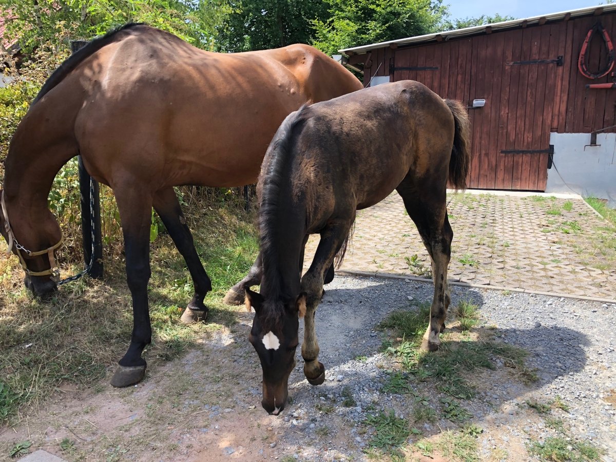 Holstein Stallion 3 years in Suhl