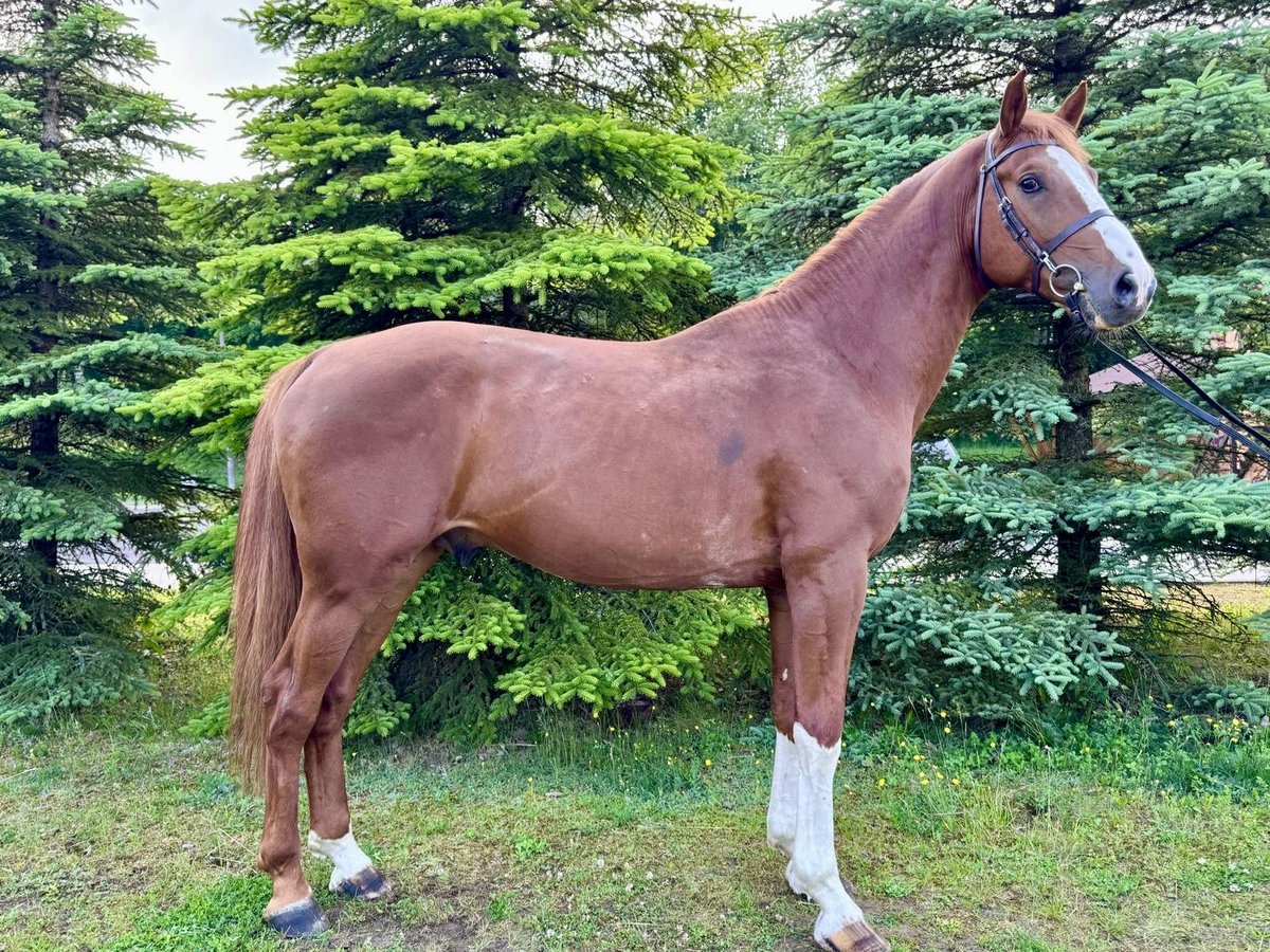 Holstein Stallion 4 years 16,1 hh Chestnut-Red in S&#x119;dzice