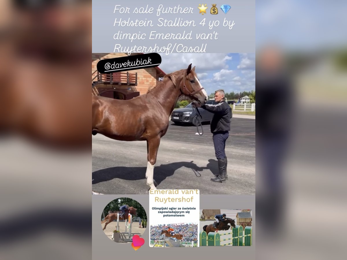 Holstein Stallion 4 years 16,1 hh Chestnut-Red in S&#x119;dzice