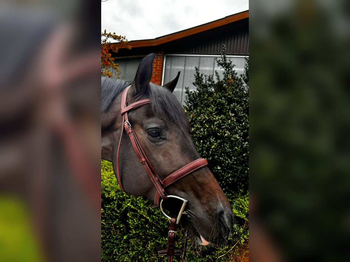 Holstein Stallion 5 years 16 hh Brown in Visbek