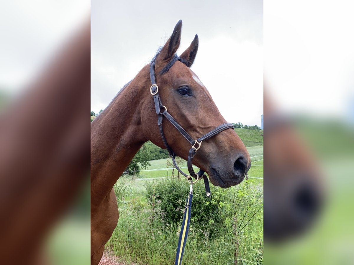 Holstein Stallion 5 years 17 hh Brown in Wittlich