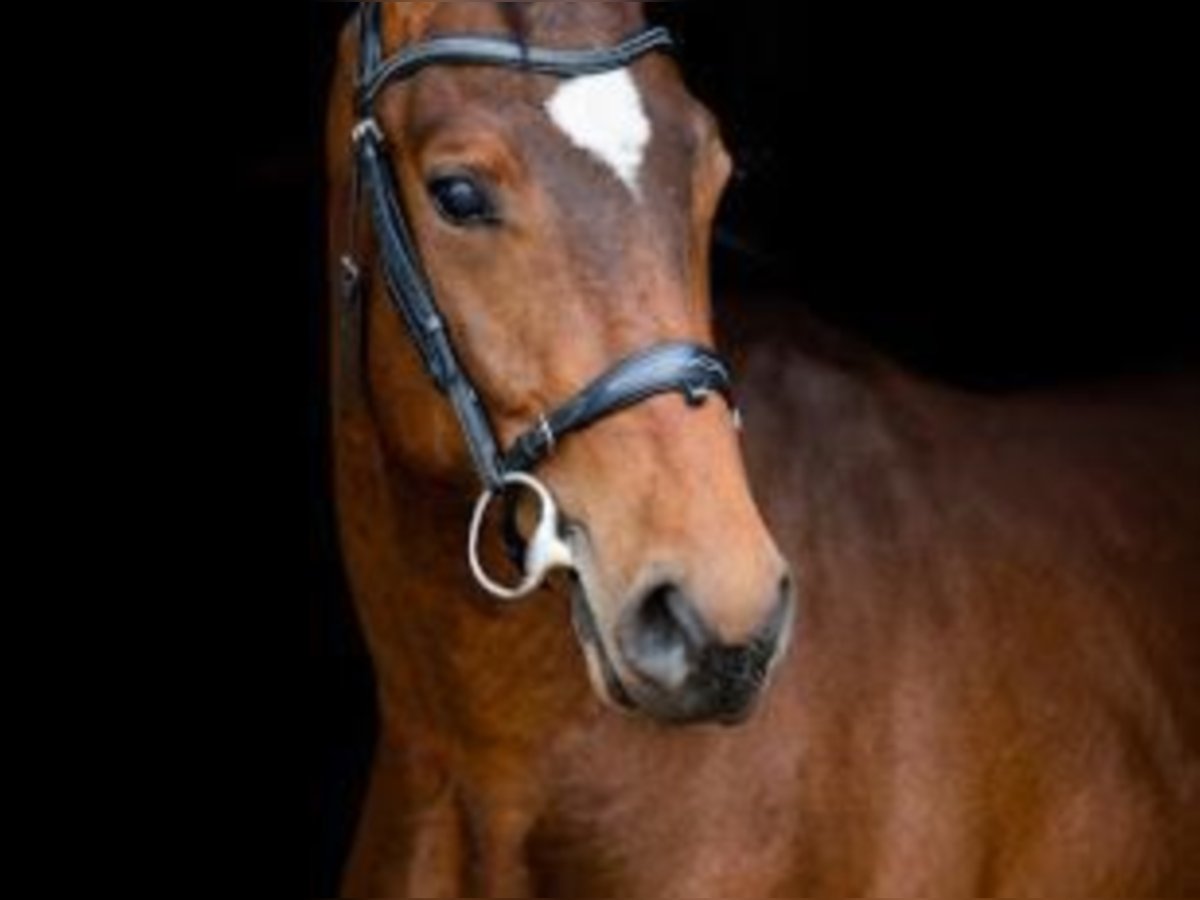 Holstein Stallion 6 years Brown in Trzcianka