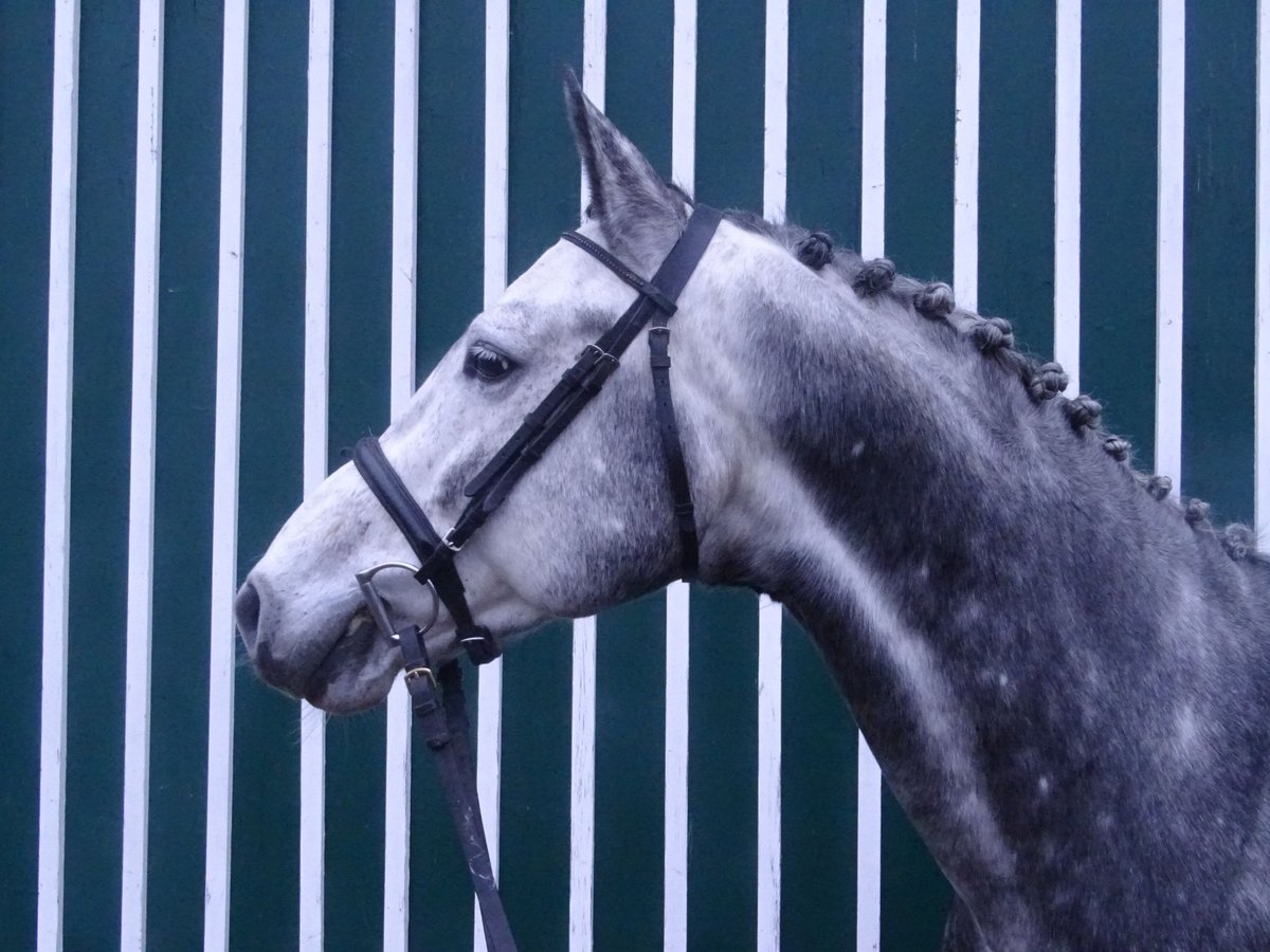 Holstein Stallion 9 years 15,2 hh Gray in Lübeck