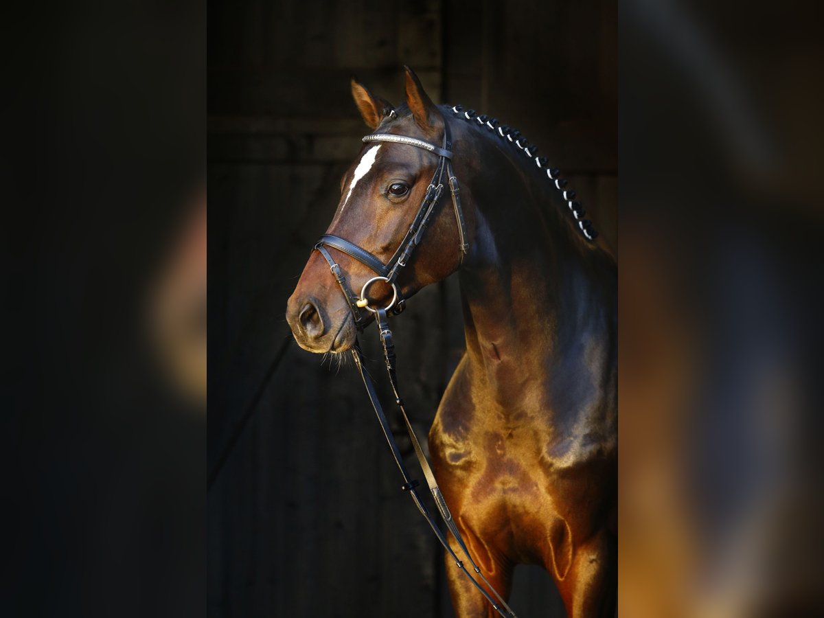 Holstein Stallion Bay-Dark in Celle