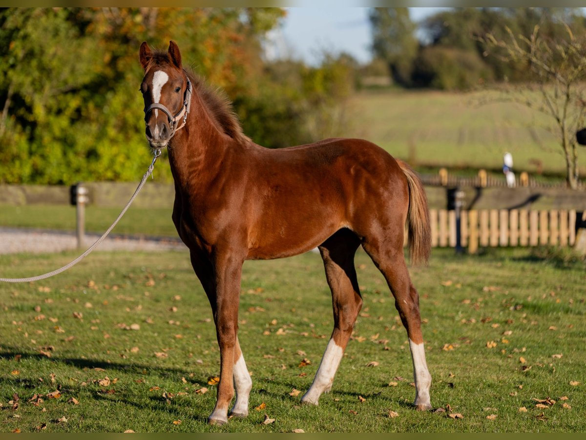 Holstein Stallion Foal (04/2025) 14,1 hh Chestnut in Ladelund Holstein Stallion Foal (04/2025) 14,1 hh Chestnut in Ladelund