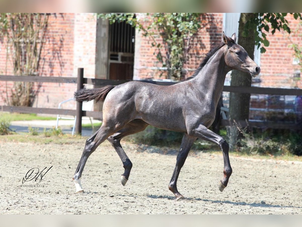 Holstein Stallion Foal (04/2024) 16,1 hh Gray in Averlak