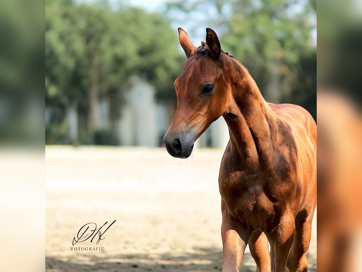 Holstein Stallion Foal (05/2024) 16,2 hh Brown in Averlak