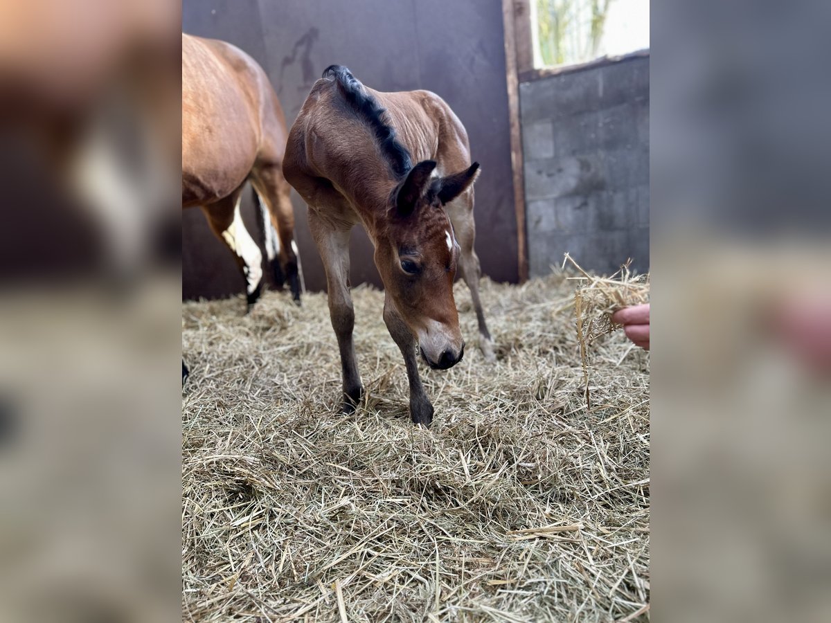 Holstein Stallion Foal (03/2024) 16,2 hh Brown in Bunsoh