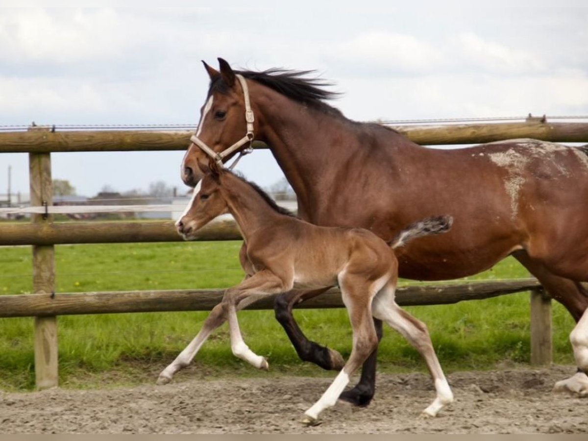 Holstein Stallion Foal (04/2024) 16,2 hh Brown in Borsfleth