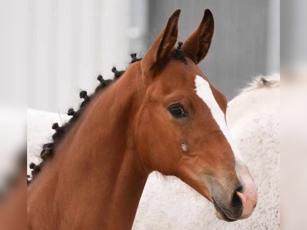 Holstein Stallion Foal (04/2024) 16,2 hh Brown in Varel Dangastermoor