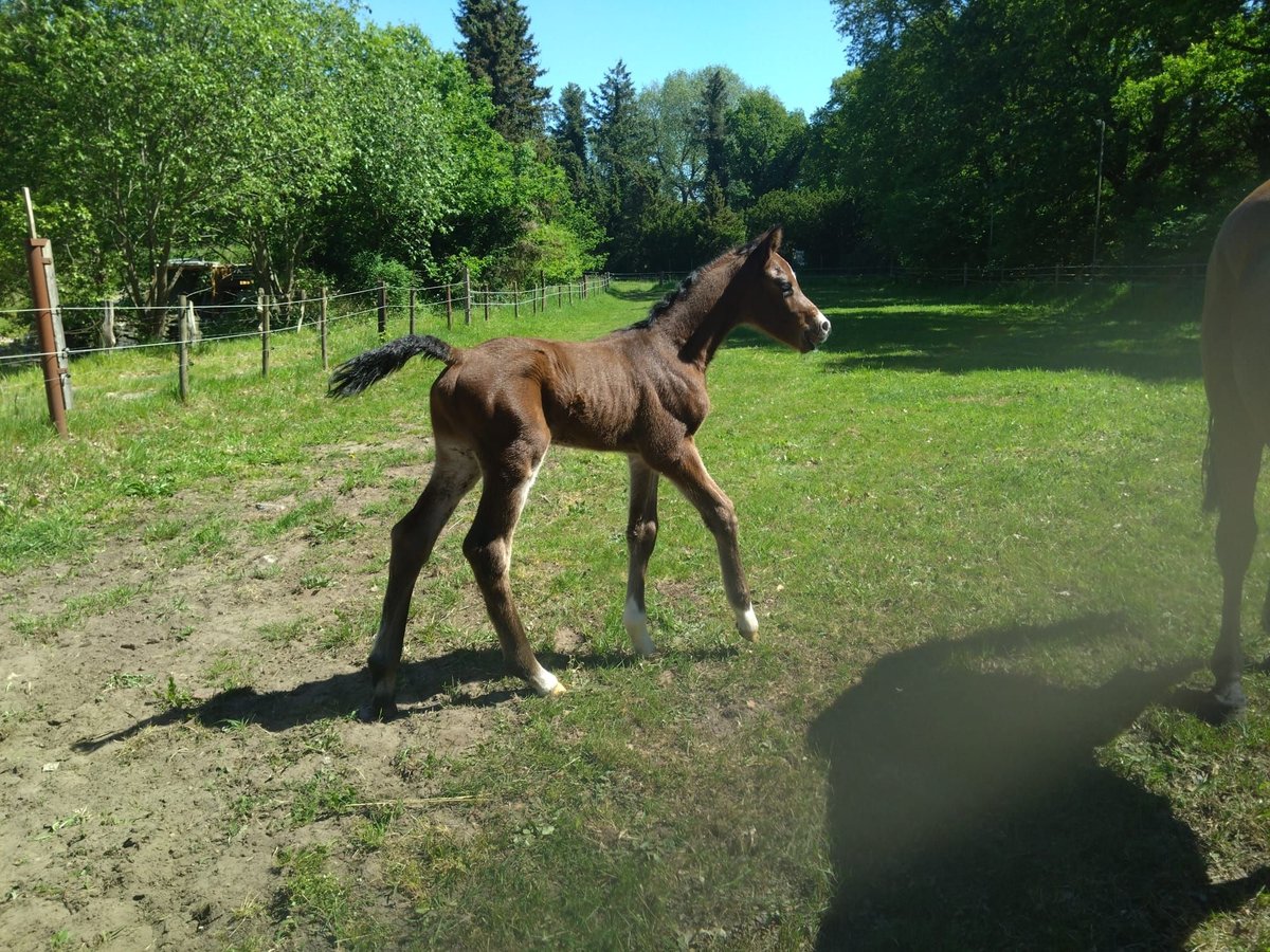 Holstein Stallion Foal (05/2024) 16,2 hh Brown in Heidgraben