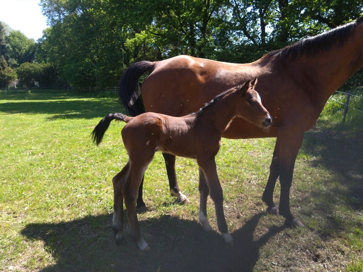 Holstein Stallion Foal (05/2024) 16,2 hh Brown in Heidgraben