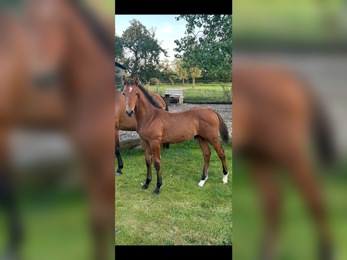 Holstein Stallion Foal (05/2024) 16,2 hh Brown in Neuenkirchen