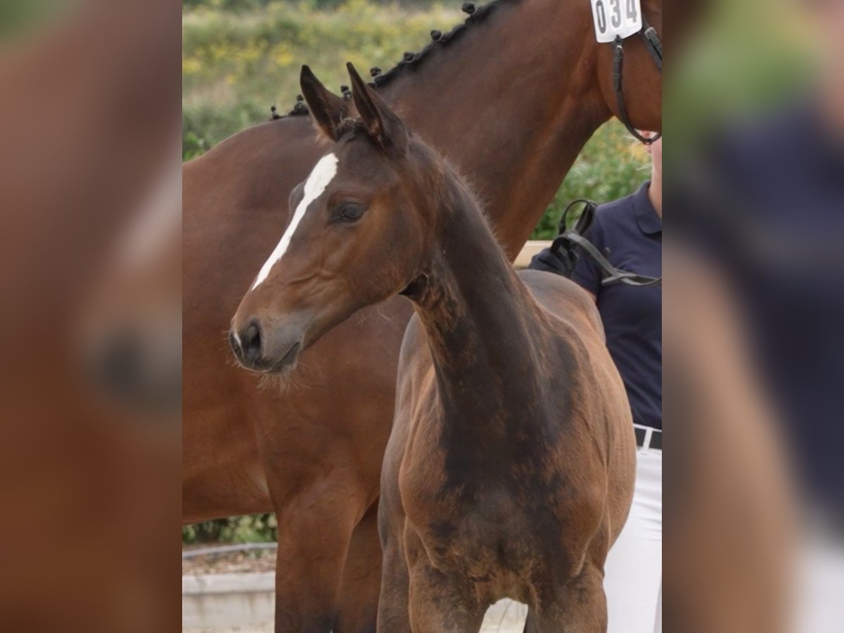 Holstein Stallion Foal (04/2024) 16,3 hh Brown in Granderheide