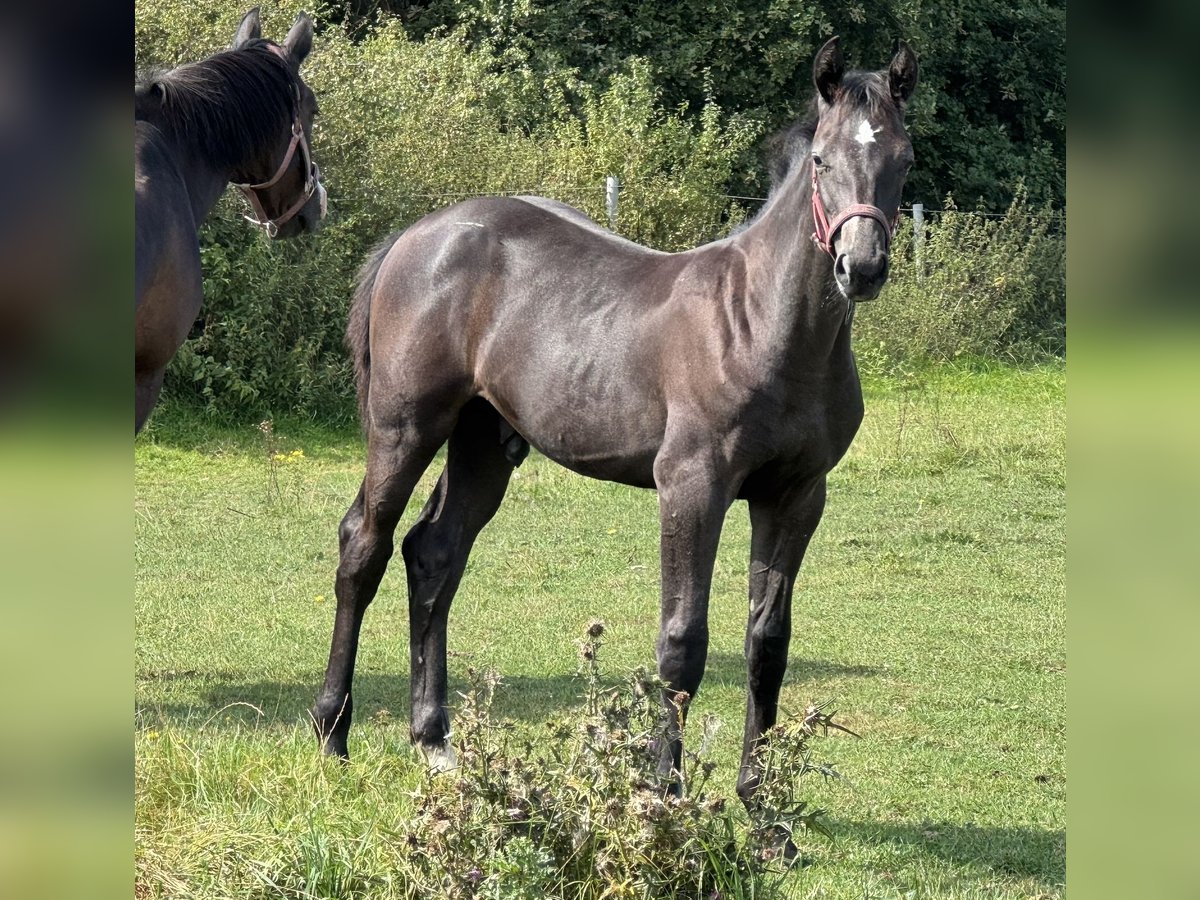 Holstein Stallion Foal (04/2025) 16,3 hh Grey in L&#xFC;dersburg