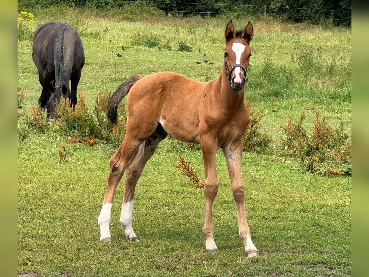 Holstein Stallion  16,1 hh Brown in L&#xFC;dersburg