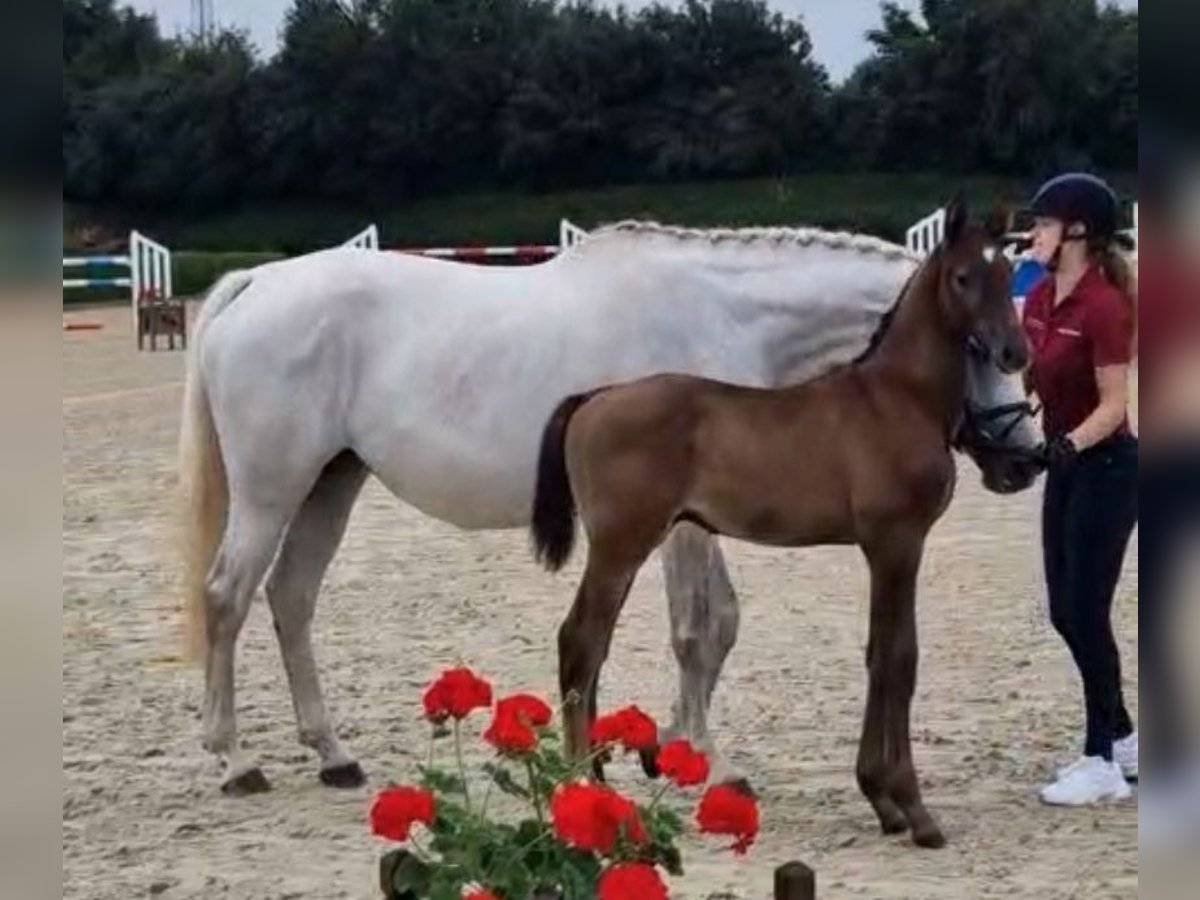 Holstein Stallion Foal (05/2025) 16,1 hh in Seesterm&#xFC;he