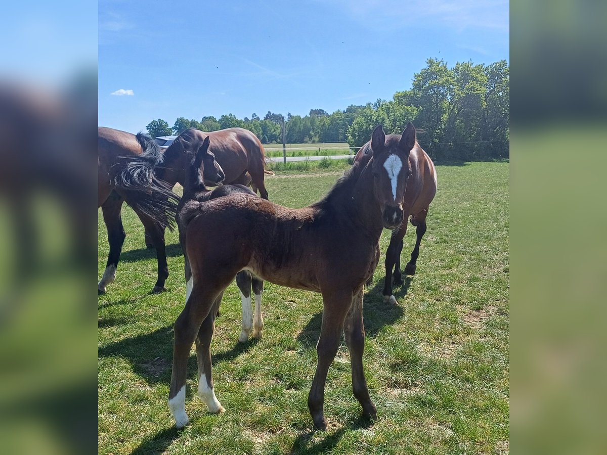 Holstein Stallion Foal (04/2025) 16,2 hh Bay-Dark in Winkelstedt