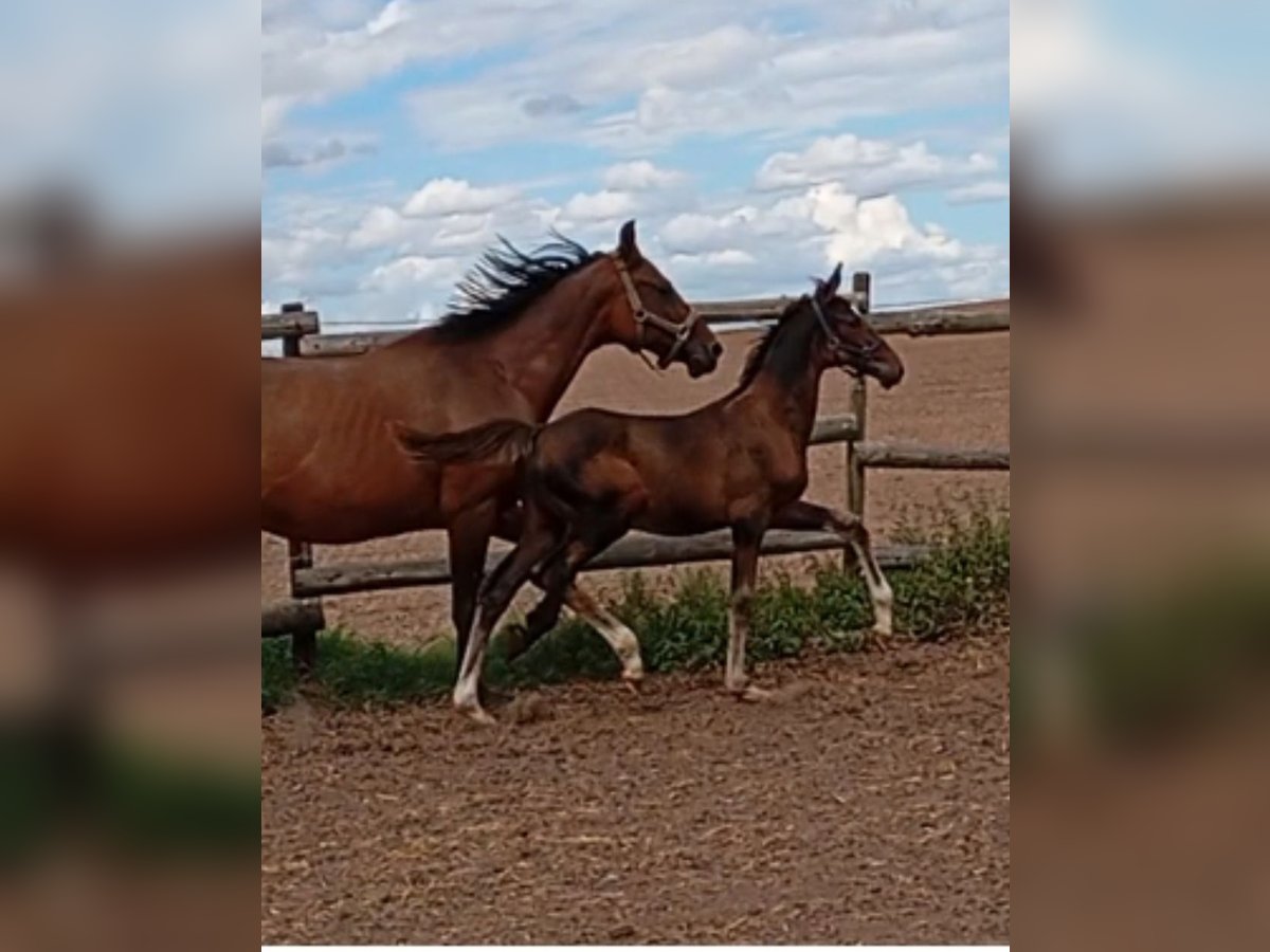 Holstein Stallion Foal (05/2025) 16,2 hh Black in Linnich Holstein Stallion Foal (05/2025) 16,2 hh Black in Linnich