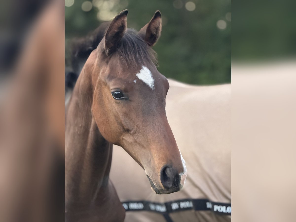 Holstein Stallion Foal (03/2025) 16,2 hh Brown-Light in Basthorst