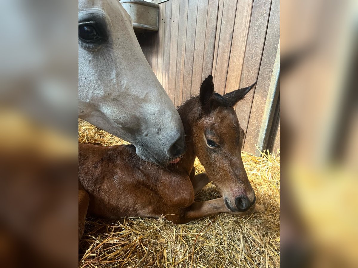 Holstein Stallion  16,2 hh Brown in Bergisch Gladbach