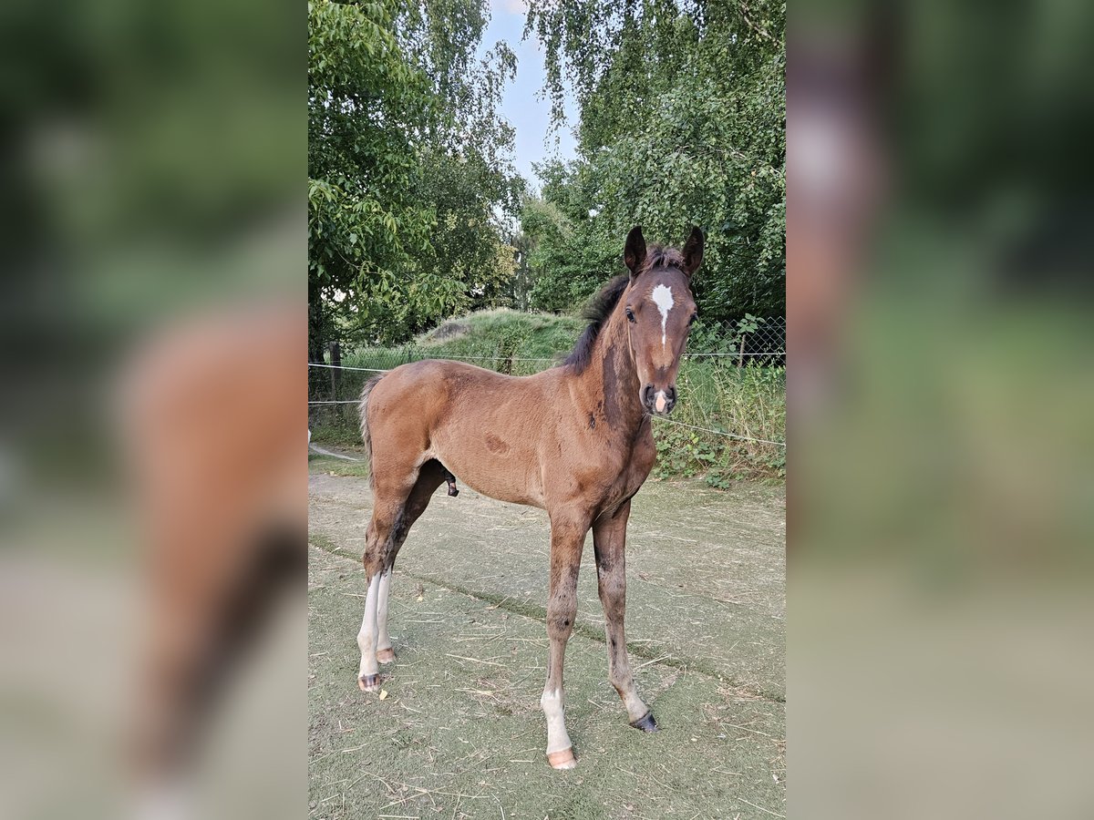 Holstein Stallion Foal (06/2025) 16,2 hh Brown in Striegistal
