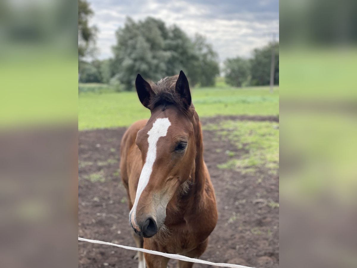 Holstein Stallion Foal (04/2025) 16,2 hh Brown in Ravensberg