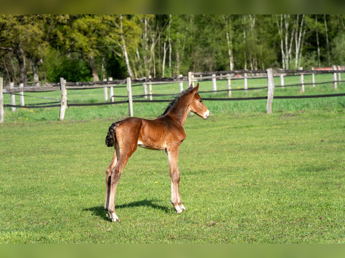 Holstein Stallion  16,2 hh Brown in Grande