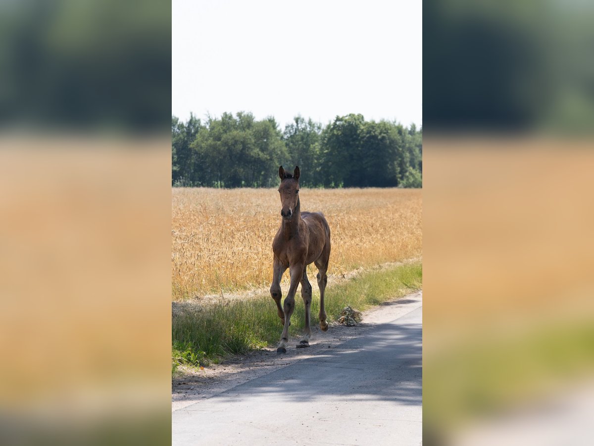 Holstein Stallion  16,2 hh Brown in Grande