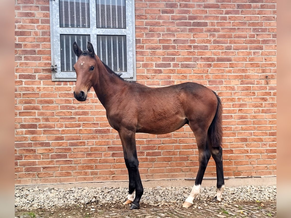 Holstein Stallion Foal (04/2025) 16,2 hh Brown in Bodenrode Holstein Stallion Foal (04/2025) 16,2 hh Brown in Bodenrode