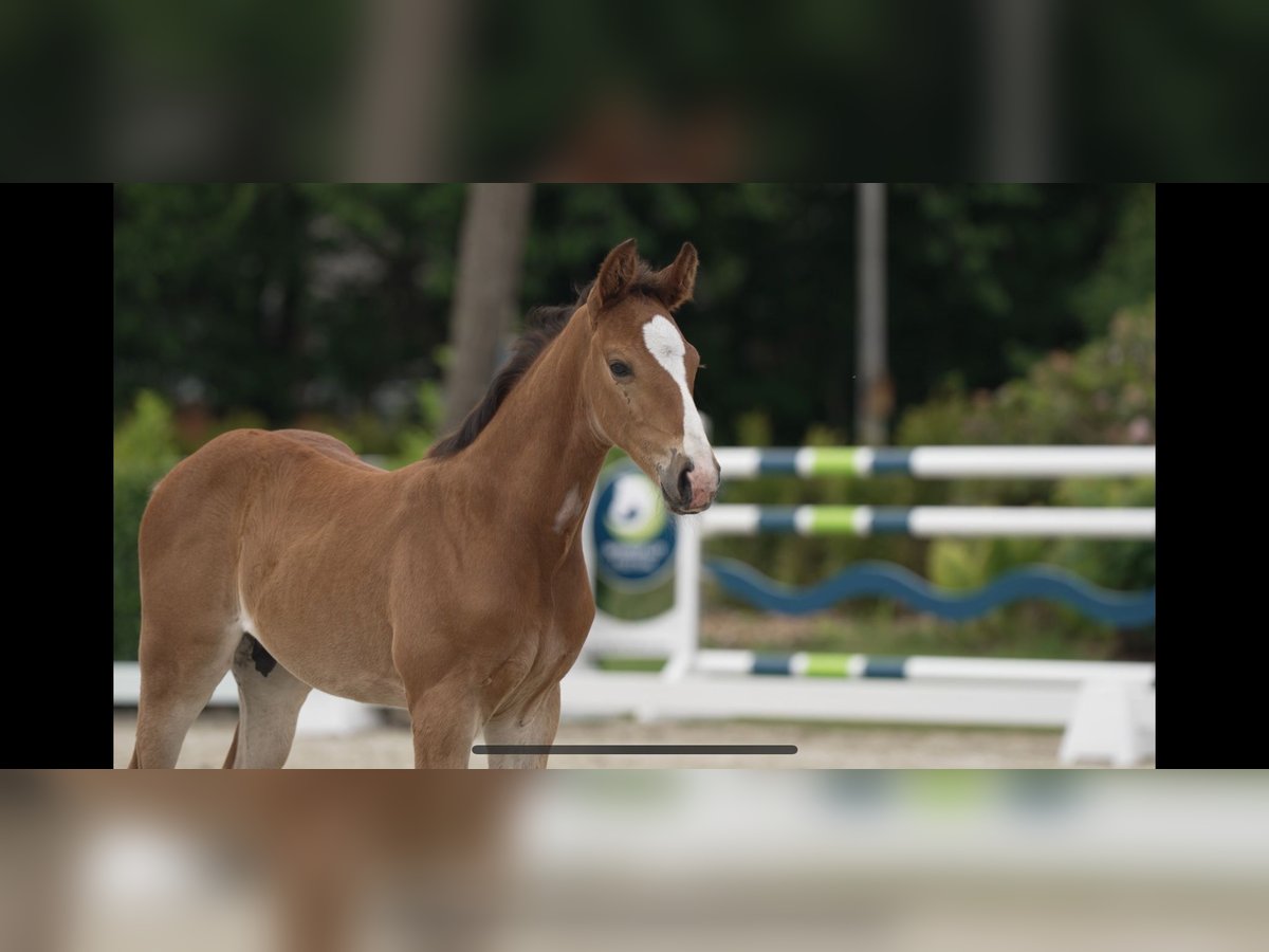 Holstein Stallion  16,2 hh Brown in Wanderup