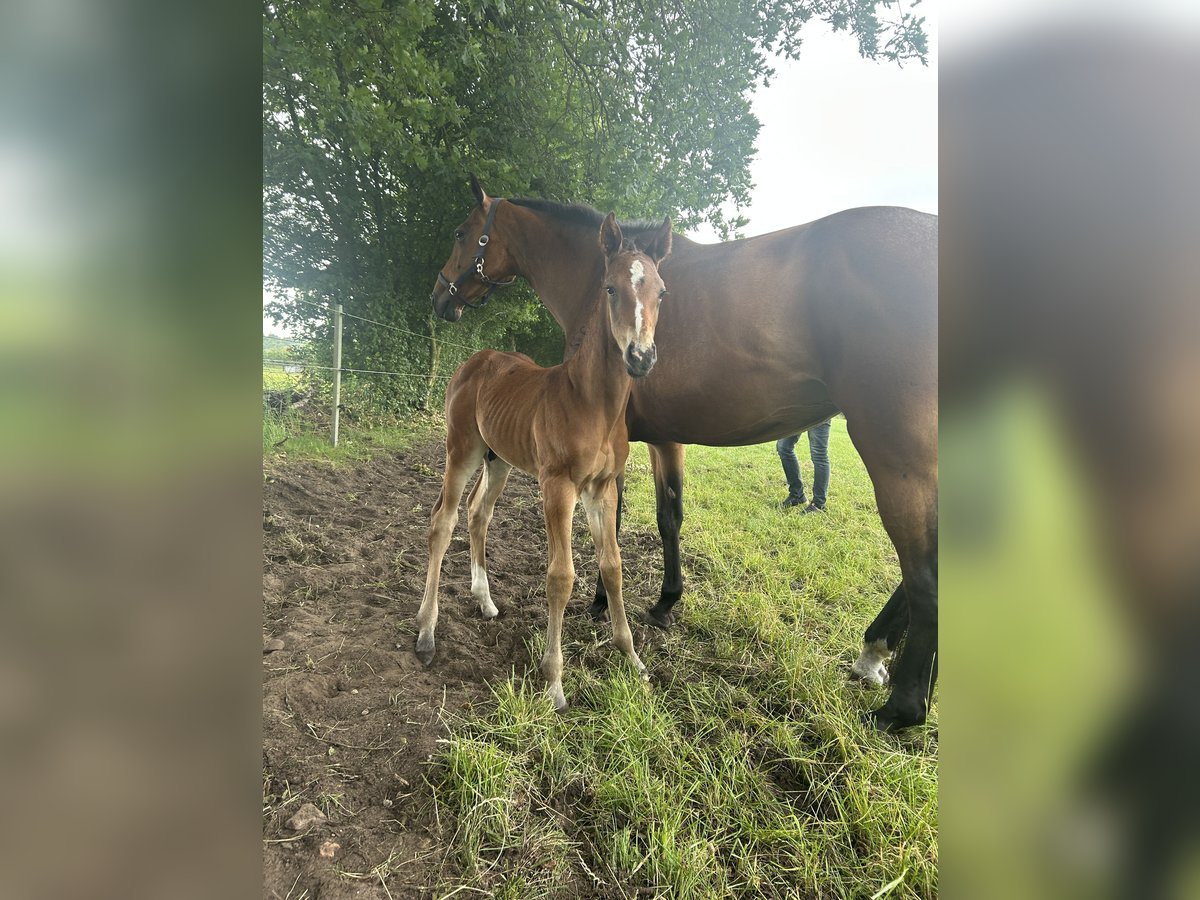 Holstein Stallion  16,2 hh Brown in Sehestedt