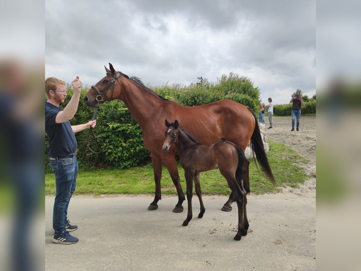 Holstein Stallion Foal (07/2025) 16,2 hh Can be white in Goldelund