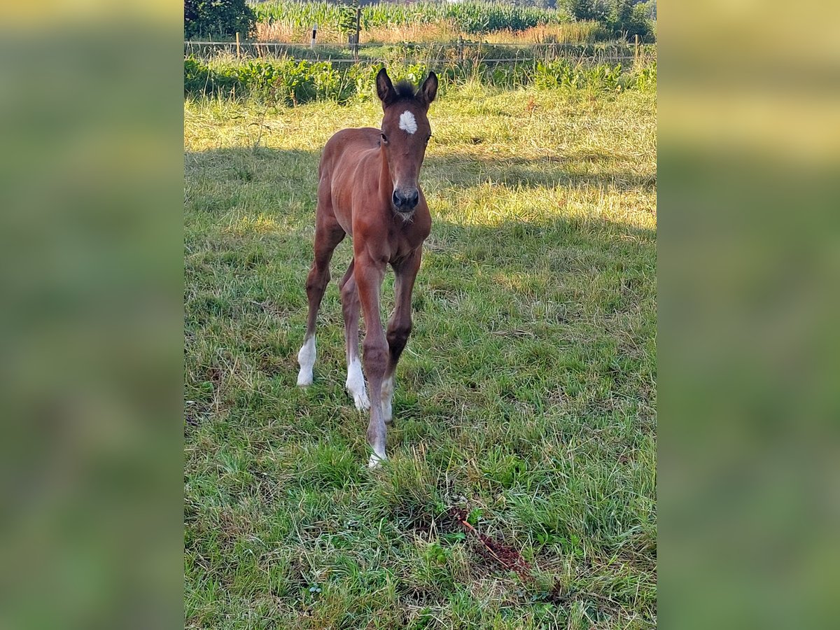 Holstein Stallion Foal (06/2025) 16,2 hh Can be white in Heidgraben