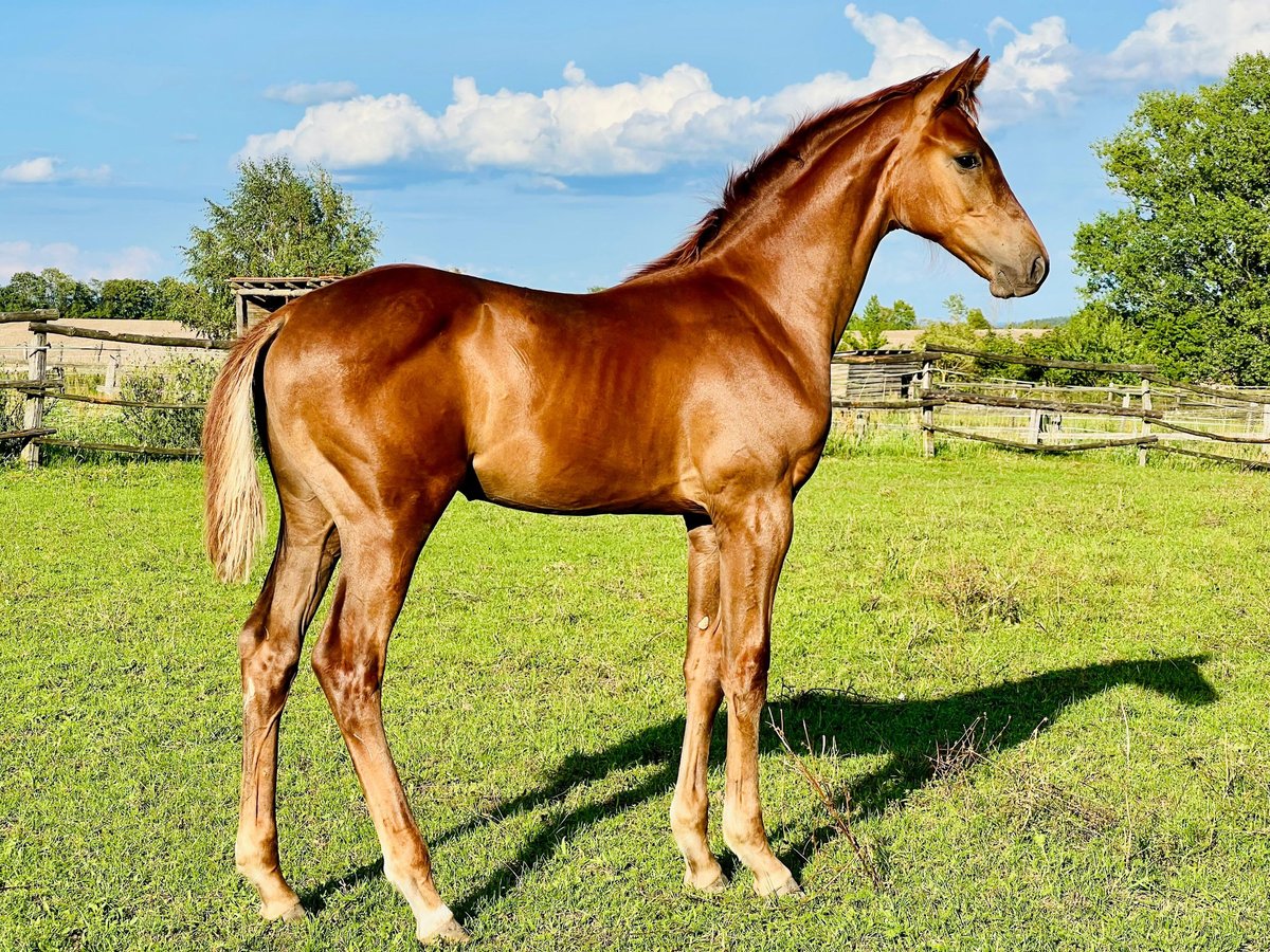 Holstein Stallion Foal (04/2025) 16,2 hh Chestnut-Red in M&#xE4;rkische H&#xF6;he