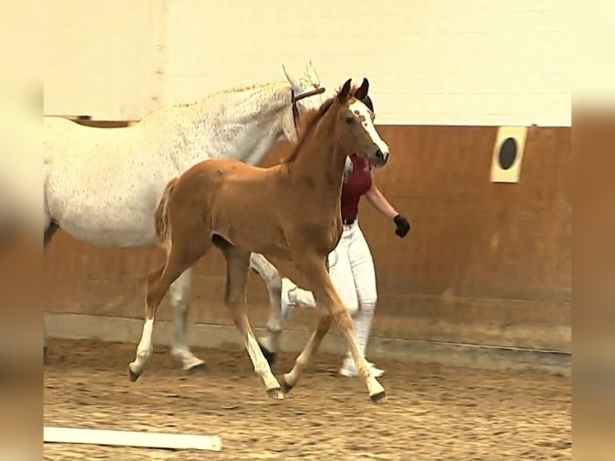 Holstein Stallion Foal (05/2025) 16,2 hh Chestnut-Red in Struvenh&#xFC;tten