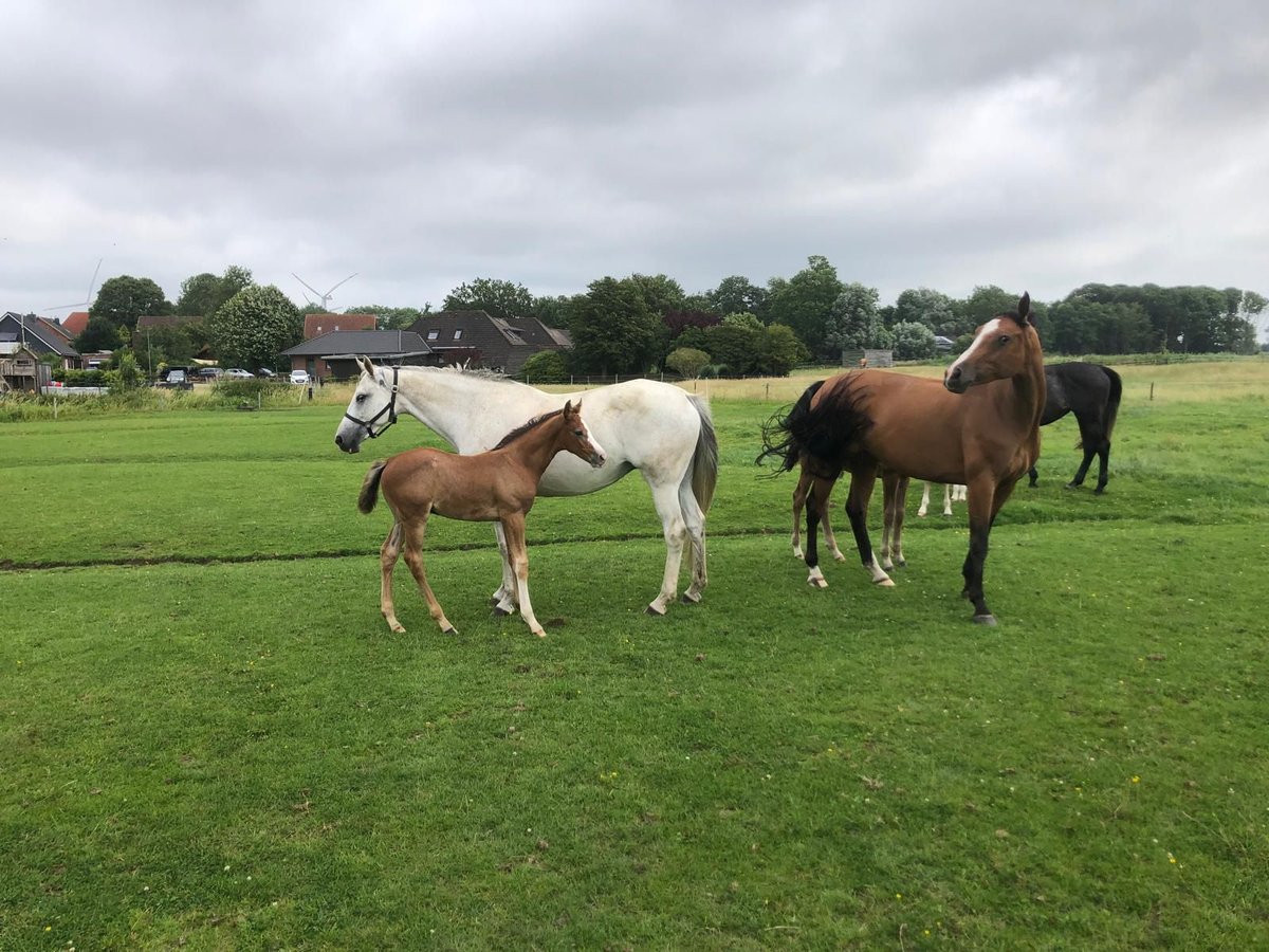 Holstein Stallion Foal (06/2025) 16,2 hh Grey in W&#xF6;hrden