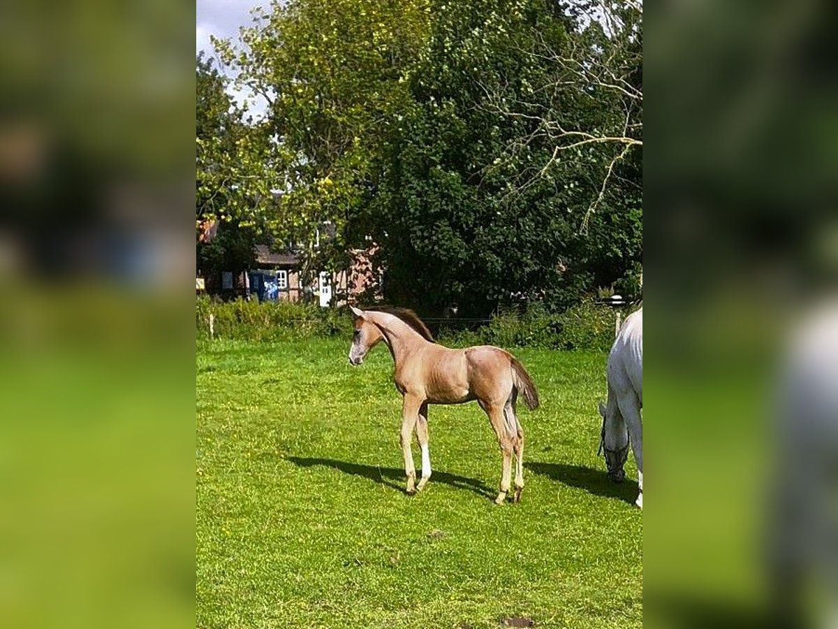 Holstein Stallion Foal (06/2025) 16,2 hh Grey in W&#xF6;hrden