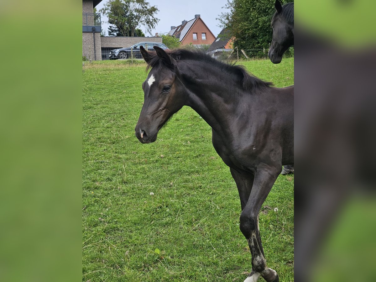 Holstein Stallion Foal (05/2025) 16,2 hh Smoky-Black in Flintbek