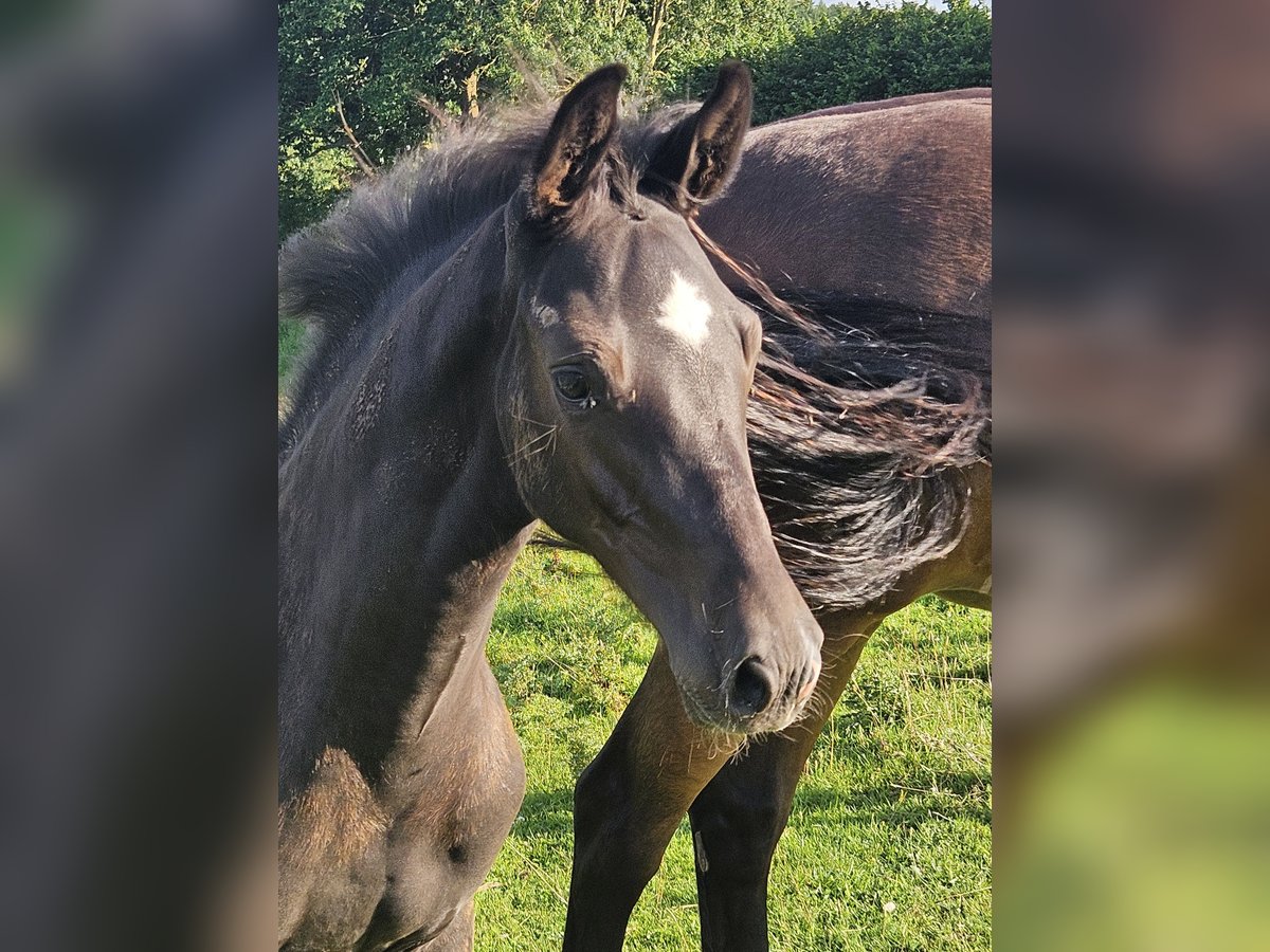 Holstein Stallion Foal (05/2025) 16,2 hh Smoky-Black in Flintbek