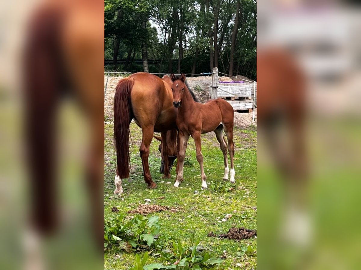 Holstein Stallion Foal (04/2025) 16,3 hh Brown in K&#xFC;hren