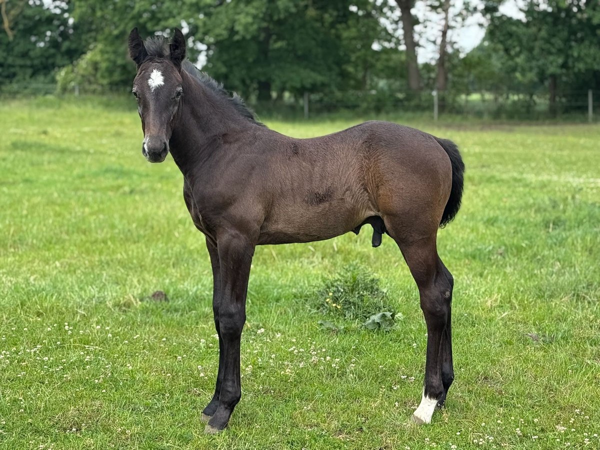 Holstein Stallion  16,3 hh Gray in L&#xFC;dersburg