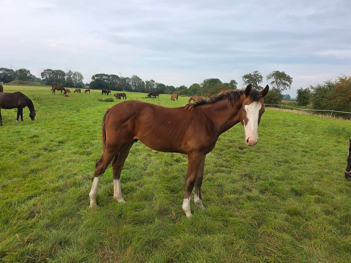 Holstein Stallion Foal (02/2025) 17 hh Brown in Sommerland
