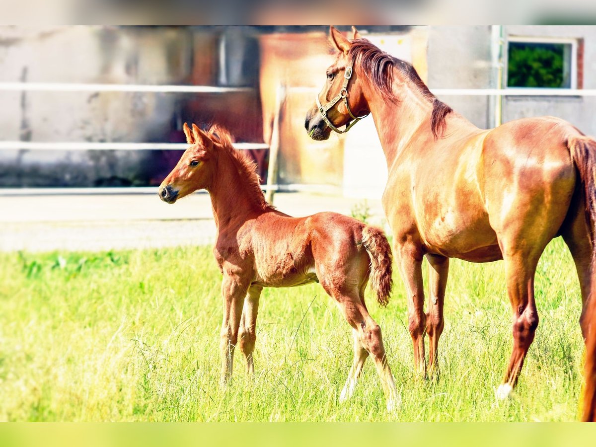 Holstein Mix Stallion  17,1 hh Chestnut in Langenau